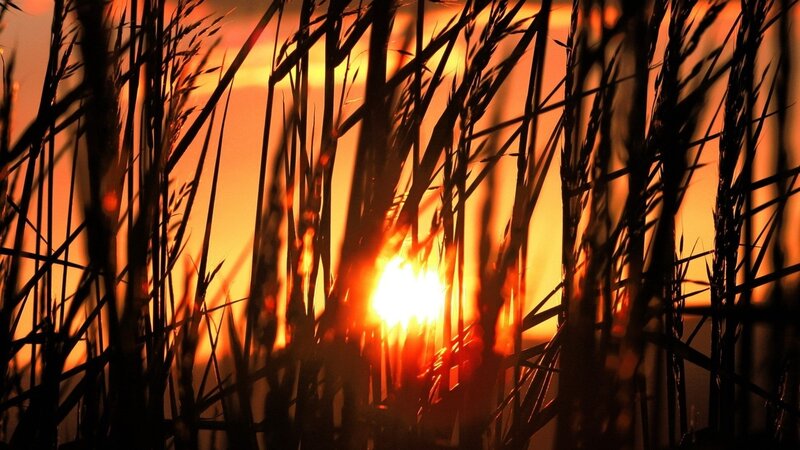 Tall Grass at Sunset — Orange, Dramatic, Photograph, Sun, Sky, Black