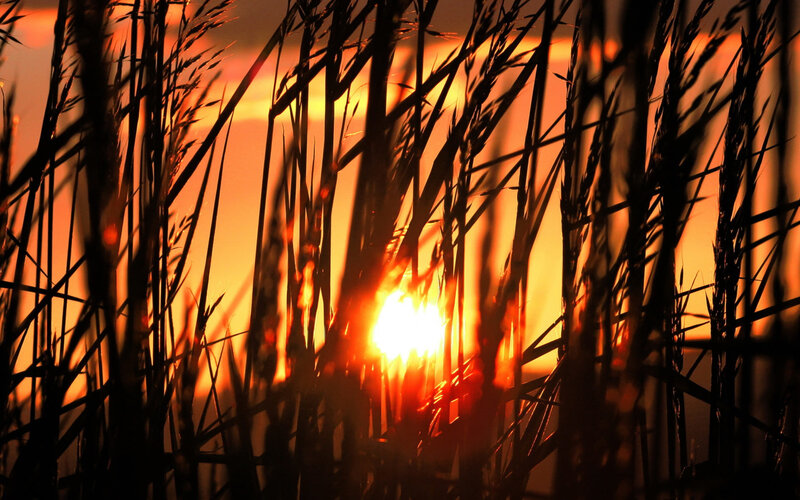 Tall Grass at Sunset — Orange, Dramatic, Photograph, Sun, Sky