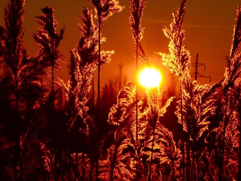 Tall Grass at Sunset — Orange, Dramatic, Photograph, Sun