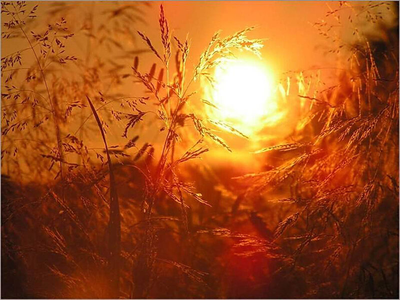 Tall Grass at Sunset — Orange, Dramatic