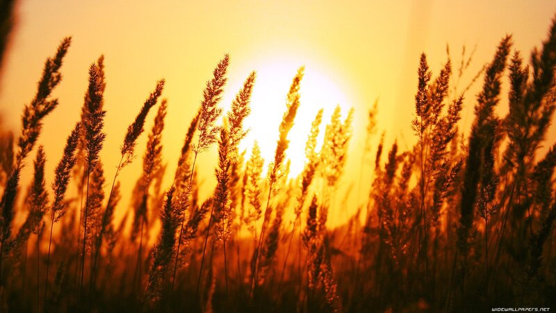 Tall Grass at Sunset — Orange, Photograph