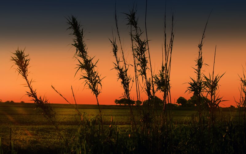 Tall Grass at Sunset — Orange, Serene, Photograph, Field