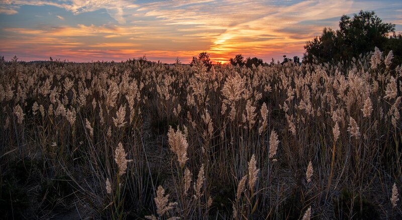 Tall Grass at Sunset — Orange, Serene, Photograph, Sky