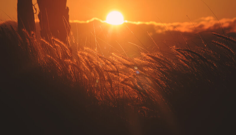 Tall Grass at Sunset — Orange, Serene, Photograph, Sun, Clouds