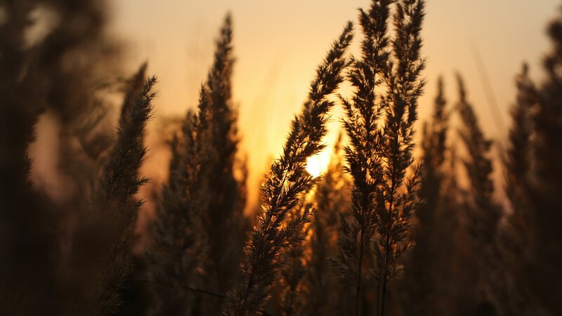 Tall Grass at Sunset — Orange, Serene, Photograph, Sun, Sky, Brown
