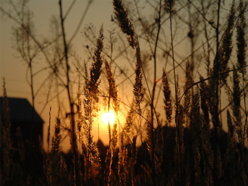 Tall Grass at Sunset — Orange, Serene, Photograph, Sun, Sky, Building