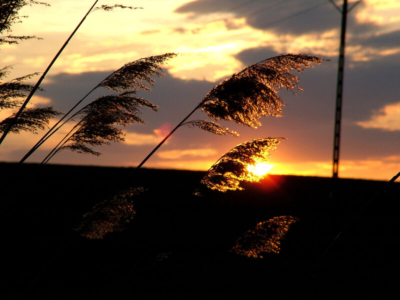 Tall Grass at Sunset — Orange, Serene, Photograph, Sun, Sky, Clouds, Tower