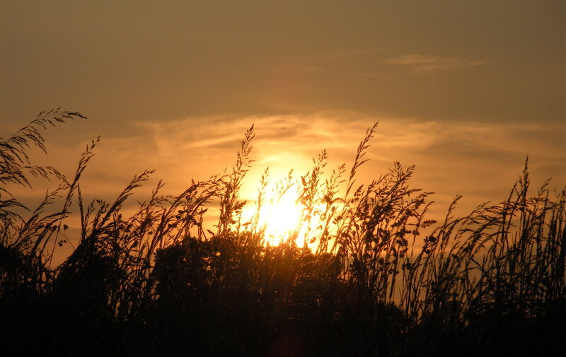 Tall Grass at Sunset — Orange, Serene, Photograph, Sun, Sky, Clouds, Yellow, Black