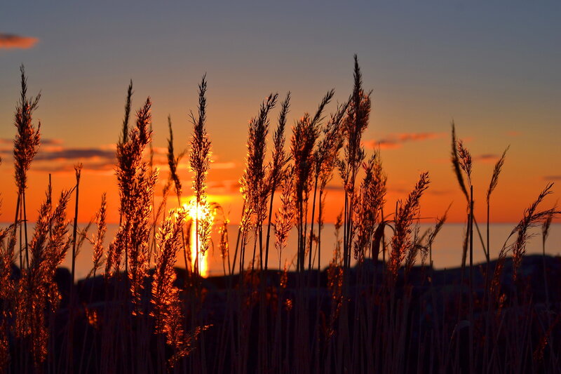 Tall Grass at Sunset — Orange, Serene, Photograph, Sun, Sky, Ocean