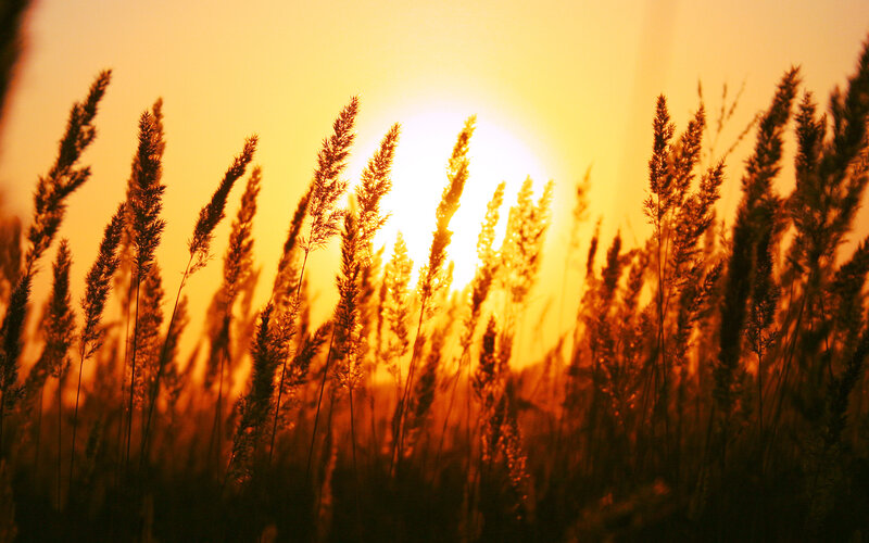 Tall Grass at Sunset — Orange, Serene, Photograph, Sun, Sky