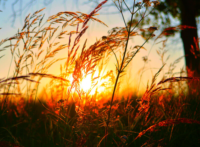 Tall Grass at Sunset — Orange, Serene, Photograph, Sun, Sky, Tree