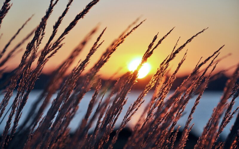 Tall Grass at Sunset — Orange, Serene, Photograph, Sun, Sky, Water