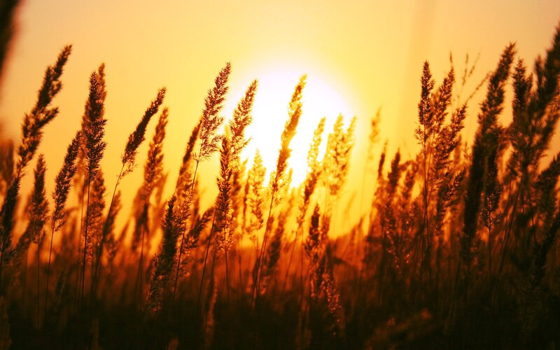Tall Grass at Sunset — Orange, Serene, Photograph, Sun, Sky, Yellow, Brown