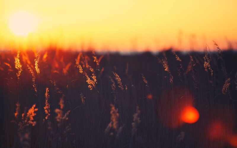 Tall Grass at Sunset — Orange, Serene, Photograph