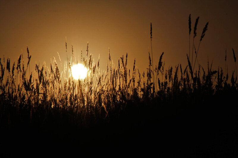 Tall Grass at Sunset — Orange, Serene
