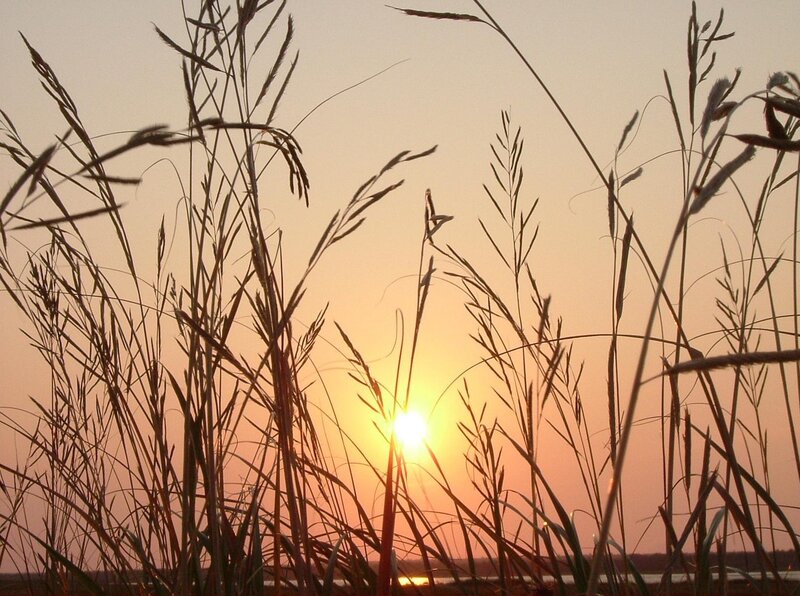 Tall Grass at Sunset — Orange, Sky