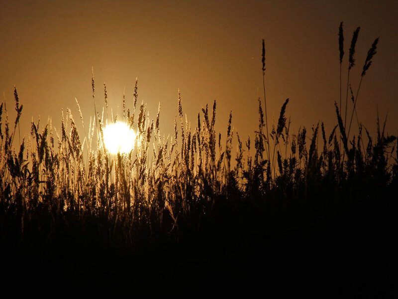 Tall Grass at Sunset — Orange