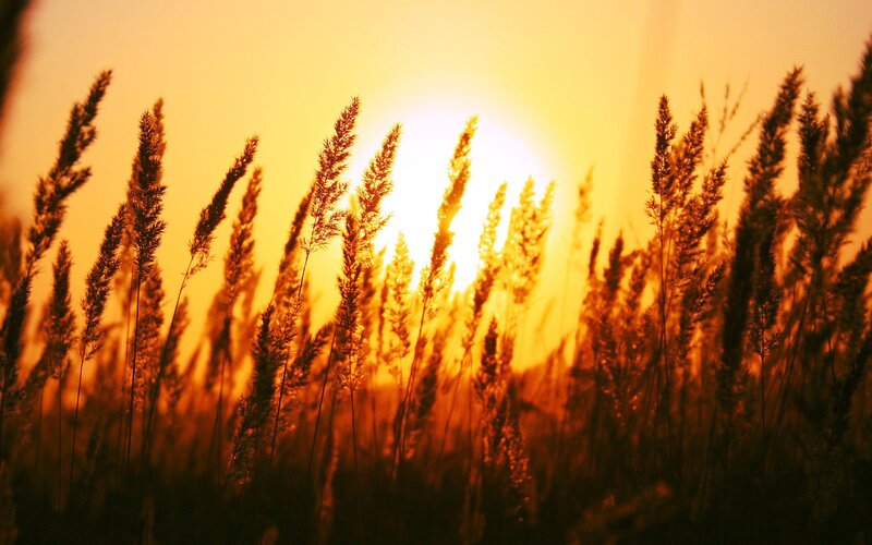 Tall Grass at Sunset — Orange, Yellow