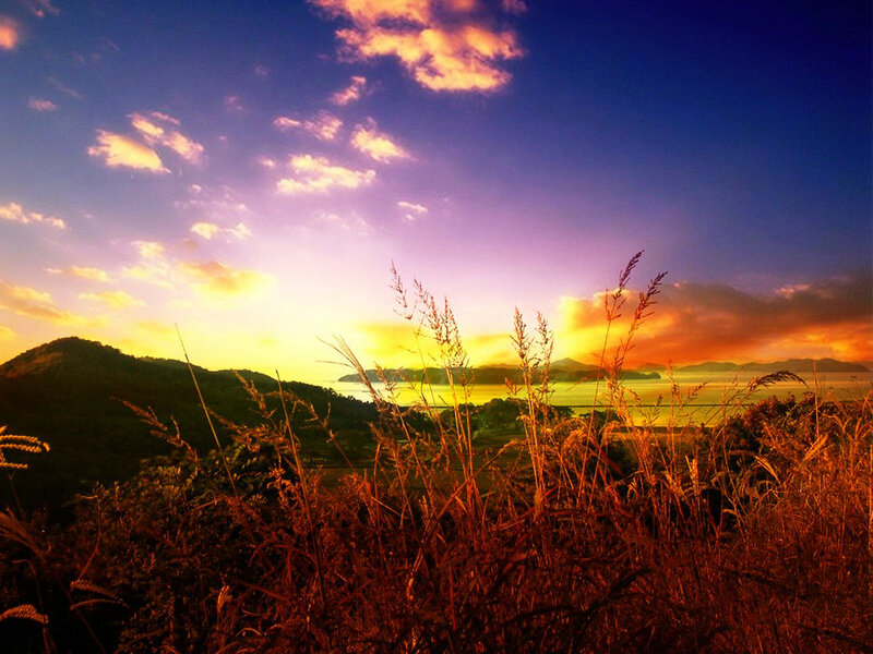 Tall Grass at Sunset — Purple, Dramatic