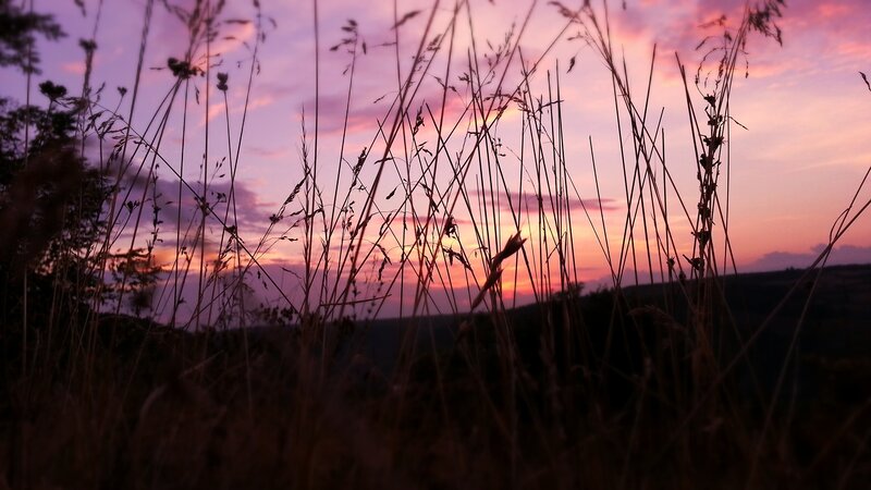 Tall Grass at Sunset — Purple, Serene