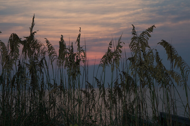 Tall Grass at Sunset — Purple