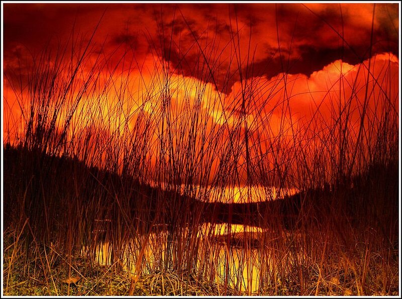 Tall Grass at Sunset — Red