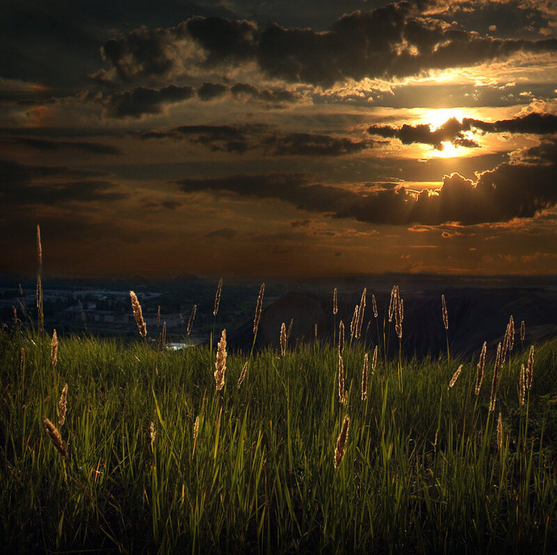 Tall Grass at Sunset