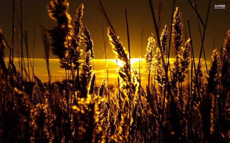 Tall Grass at Sunset — Yellow, Dramatic