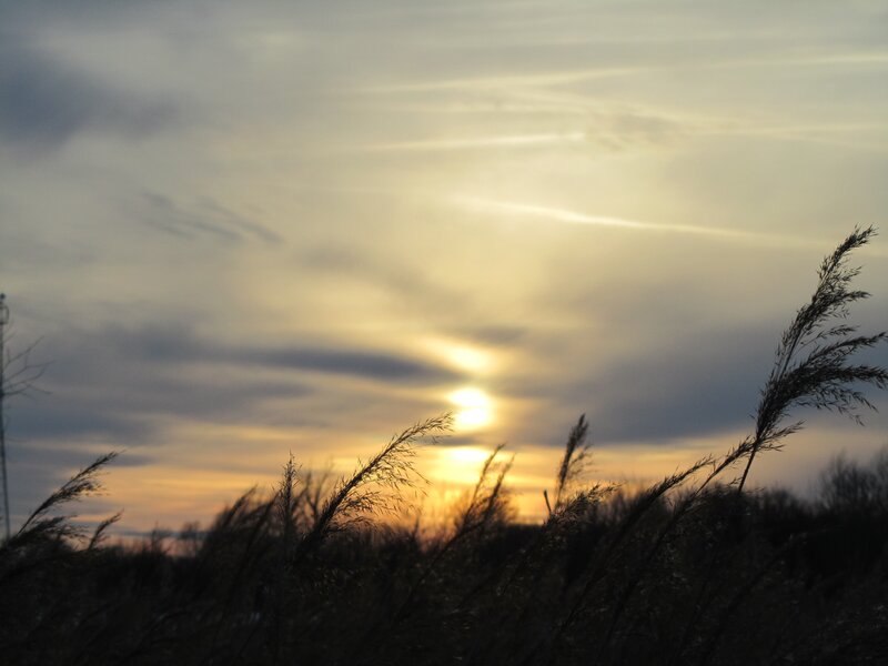 Tall Grass at Sunset — Yellow, Serene, Photograph, Sun, Clouds