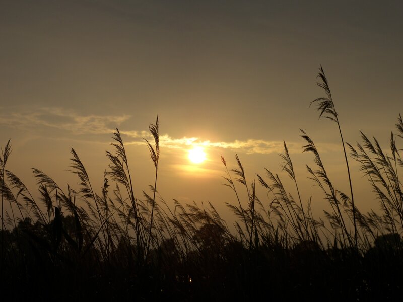 Tall Grass at Sunset — Yellow, Serene, Photograph, Sun, Sky, Clouds