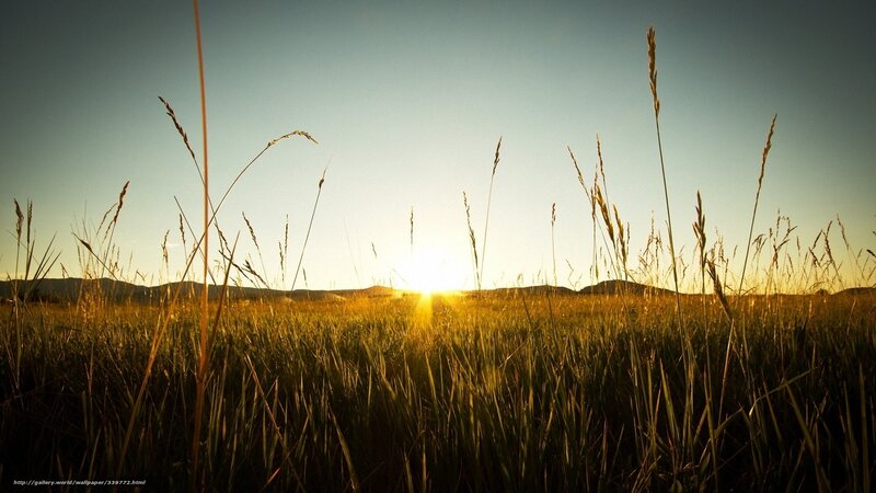 Tall Grass at Sunset — Yellow, Serene, Photograph, Sun