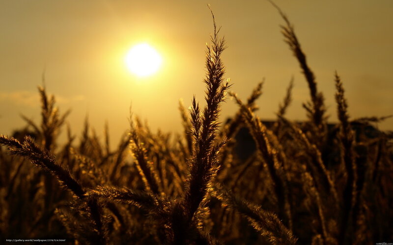 Tall Grass at Sunset — Yellow, Serene, Photograph