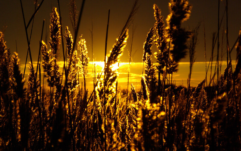 Tall Grass at Sunset — Yellow, Serene