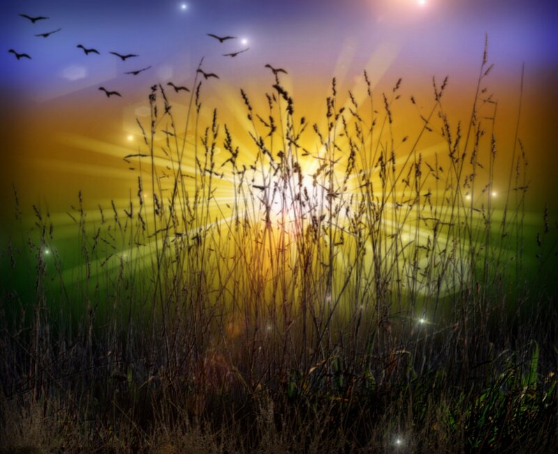 Tall Grass at Sunset — Yellow