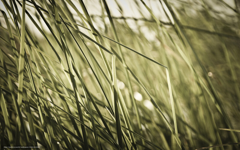 Tall Grass Blades — Green