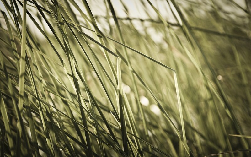 Tall Grass Blades
