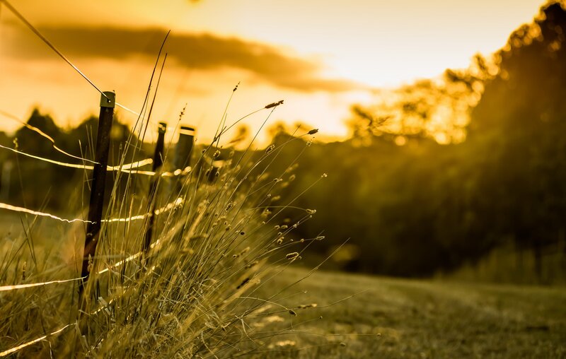 Tall Grass by Fence — Gold