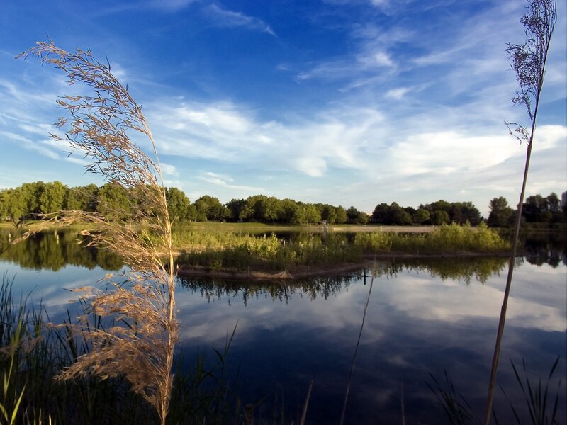 Tall Grass by Lake — Blue
