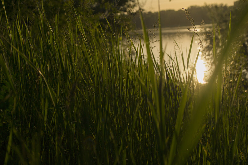 Tall Grass by Lake — Green