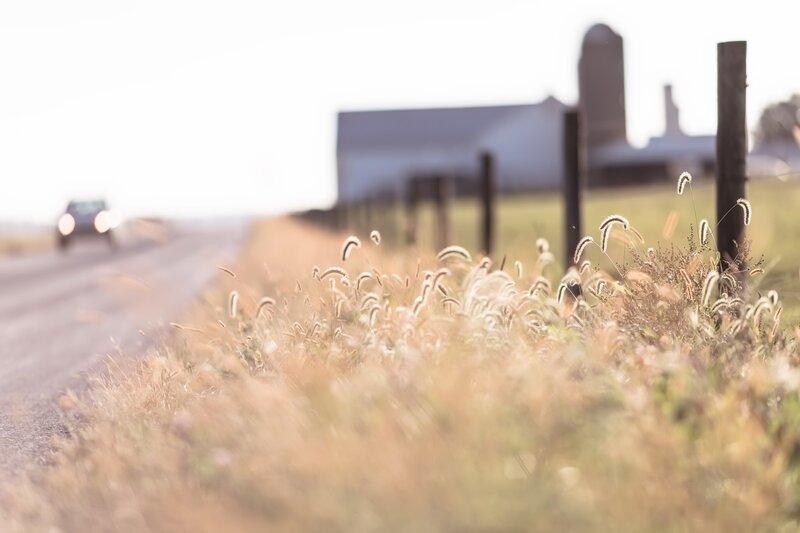 Tall Grass by Road