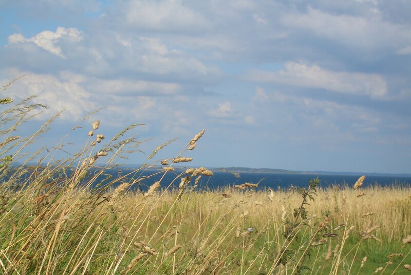 Tall Grass by the Sea — Blue