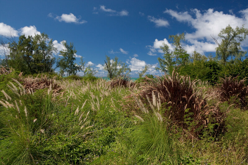 Tall Grass by the Sea