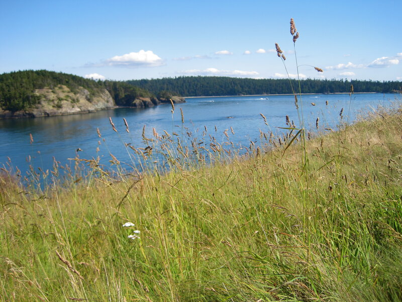 Tall Grass by the Water — Green