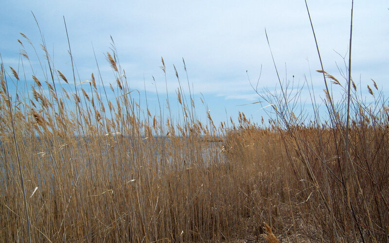 Tall grass by the water