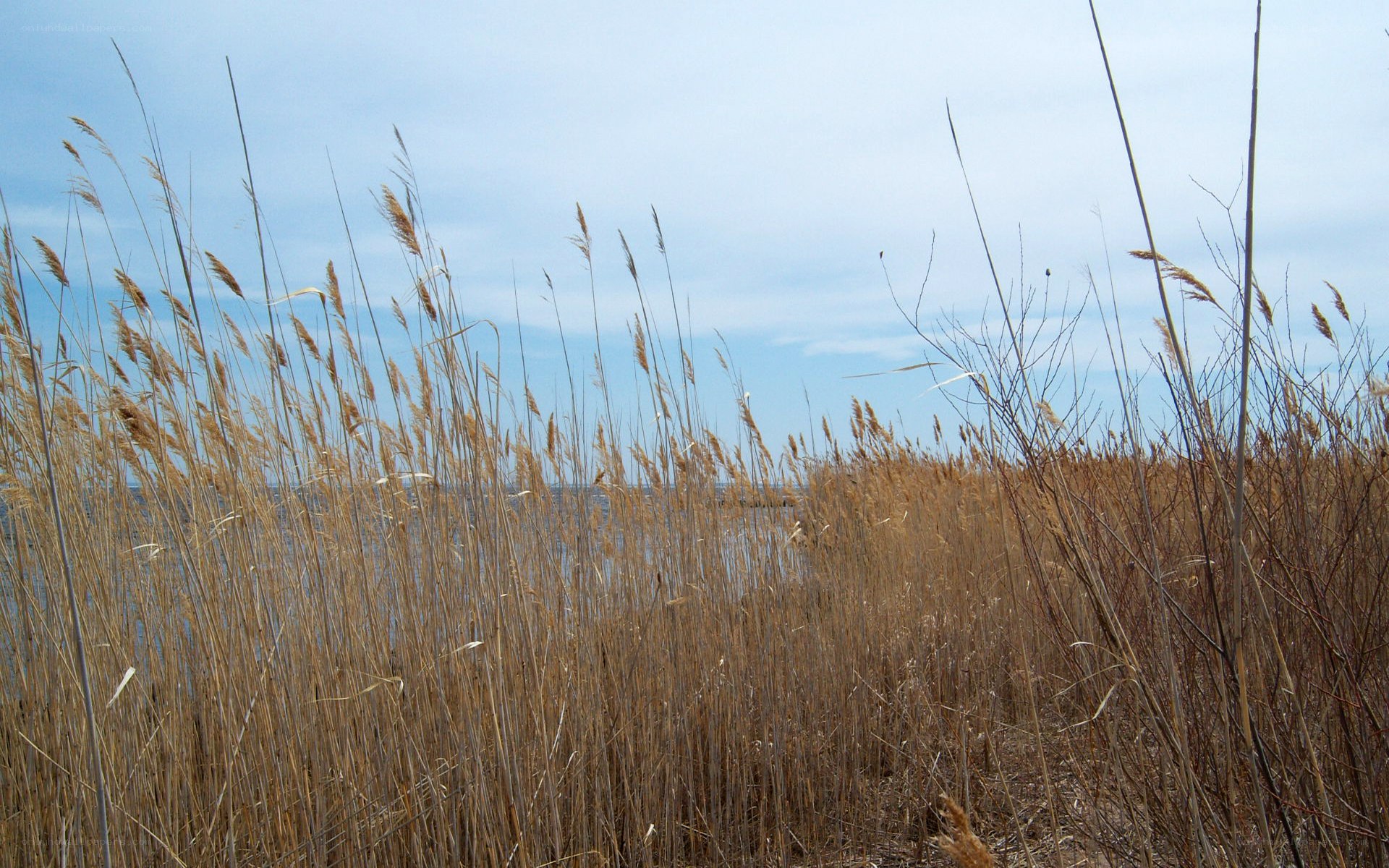 Tall grass by the water