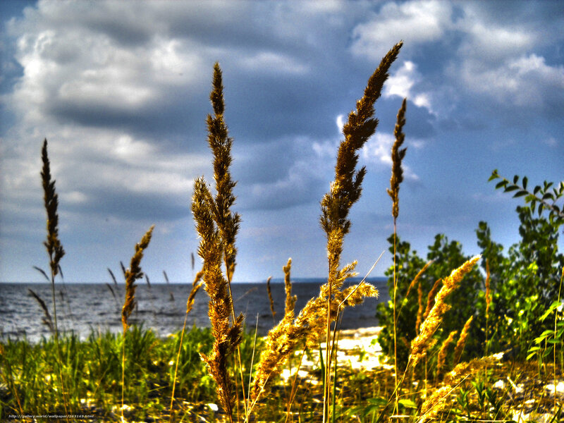 Tall Grass by Water — Blue