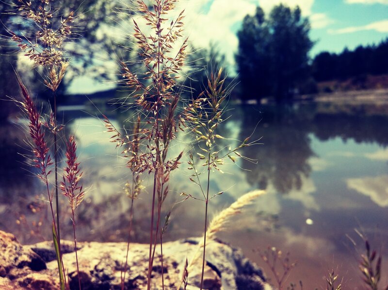 Tall Grass by Water — Brown