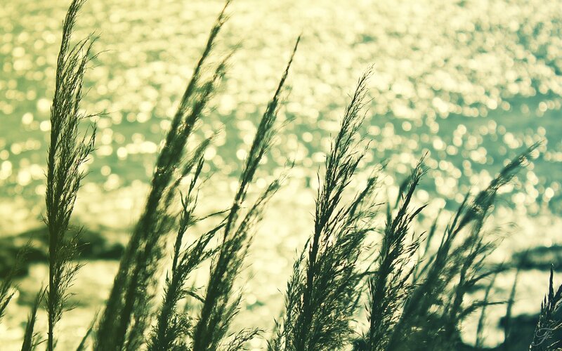 Tall Grass by Water — Green, Serene, Sunset