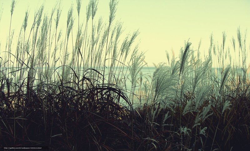 Tall Grass by Water — Green, Serene