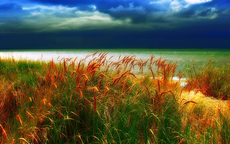 Tall Grass by Water — Green